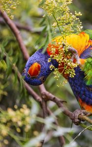 Preview wallpaper rainbow lorikeet, parrot, funny, bright, bird, branch