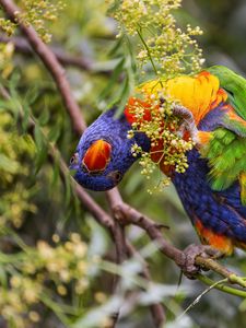 Preview wallpaper rainbow lorikeet, parrot, funny, bright, bird, branch