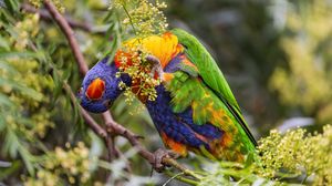 Preview wallpaper rainbow lorikeet, parrot, funny, bright, bird, branch