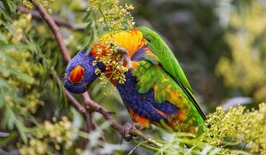 Preview wallpaper rainbow lorikeet, parrot, funny, bright, bird, branch