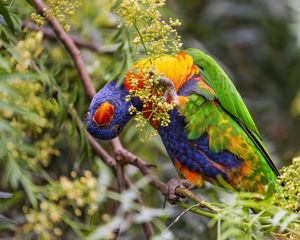 Preview wallpaper rainbow lorikeet, parrot, funny, bright, bird, branch