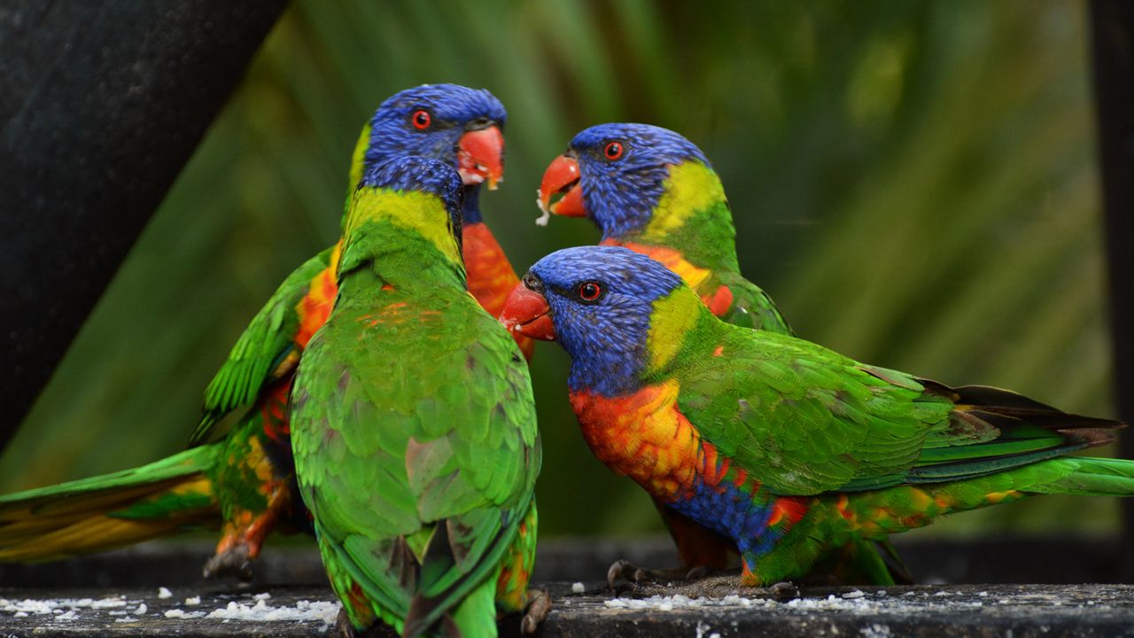 Wallpaper rainbow lorikeet, parrots, birds