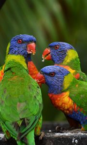 Preview wallpaper rainbow lorikeet, parrots, birds