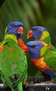 Preview wallpaper rainbow lorikeet, parrots, birds