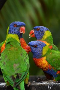 Preview wallpaper rainbow lorikeet, parrots, birds