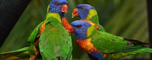 Preview wallpaper rainbow lorikeet, parrots, birds