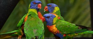 Preview wallpaper rainbow lorikeet, parrots, birds