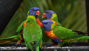 Preview wallpaper rainbow lorikeet, parrots, birds