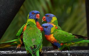 Preview wallpaper rainbow lorikeet, parrots, birds