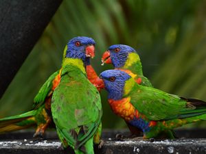 Preview wallpaper rainbow lorikeet, parrots, birds