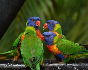 Preview wallpaper rainbow lorikeet, parrots, birds