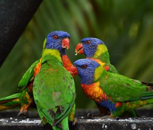 Preview wallpaper rainbow lorikeet, parrots, birds