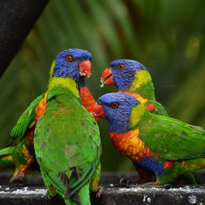 Preview wallpaper rainbow lorikeet, parrots, birds