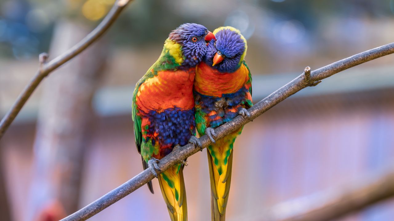 Wallpaper rainbow lorikeet, parrots, birds, couple, tenderness