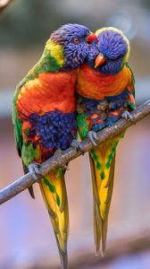 Preview wallpaper rainbow lorikeet, parrots, birds, couple, tenderness