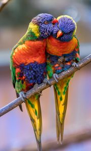 Preview wallpaper rainbow lorikeet, parrots, birds, couple, tenderness