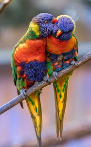 Preview wallpaper rainbow lorikeet, parrots, birds, couple, tenderness