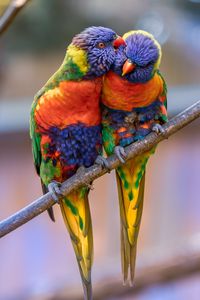 Preview wallpaper rainbow lorikeet, parrots, birds, couple, tenderness