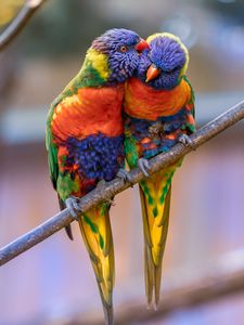 Preview wallpaper rainbow lorikeet, parrots, birds, couple, tenderness