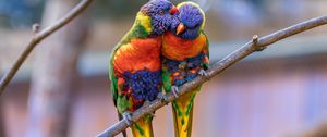 Preview wallpaper rainbow lorikeet, parrots, birds, couple, tenderness