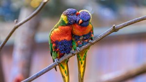 Preview wallpaper rainbow lorikeet, parrots, birds, couple, tenderness