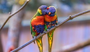 Preview wallpaper rainbow lorikeet, parrots, birds, couple, tenderness