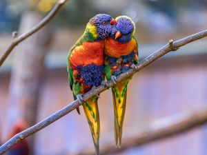 Preview wallpaper rainbow lorikeet, parrots, birds, couple, tenderness