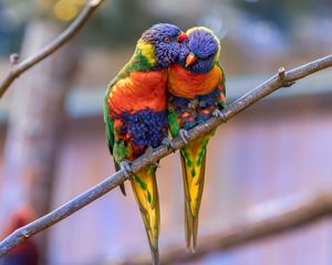 Preview wallpaper rainbow lorikeet, parrots, birds, couple, tenderness