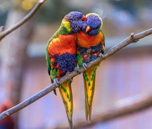 Preview wallpaper rainbow lorikeet, parrots, birds, couple, tenderness