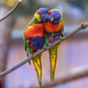 Preview wallpaper rainbow lorikeet, parrots, birds, couple, tenderness