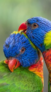 Preview wallpaper rainbow lorikeet, parrots, birds, colorful