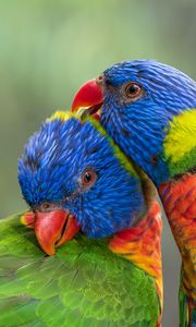 Preview wallpaper rainbow lorikeet, parrots, birds, colorful