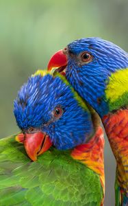 Preview wallpaper rainbow lorikeet, parrots, birds, colorful