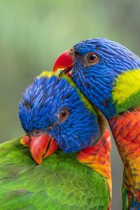 Preview wallpaper rainbow lorikeet, parrots, birds, colorful