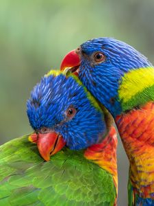 Preview wallpaper rainbow lorikeet, parrots, birds, colorful