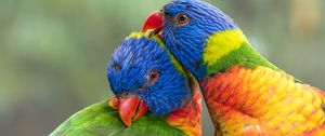 Preview wallpaper rainbow lorikeet, parrots, birds, colorful