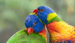 Preview wallpaper rainbow lorikeet, parrots, birds, colorful