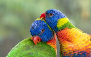 Preview wallpaper rainbow lorikeet, parrots, birds, colorful