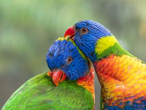 Preview wallpaper rainbow lorikeet, parrots, birds, colorful