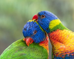 Preview wallpaper rainbow lorikeet, parrots, birds, colorful