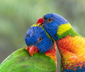 Preview wallpaper rainbow lorikeet, parrots, birds, colorful