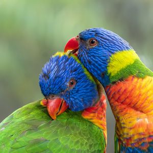 Preview wallpaper rainbow lorikeet, parrots, birds, colorful