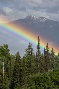 Preview wallpaper rainbow, mountain, trees, forest, landscape