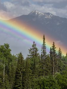 Preview wallpaper rainbow, mountain, trees, forest, landscape