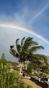 Preview wallpaper rainbow, palm trees, clouds, wind, grass
