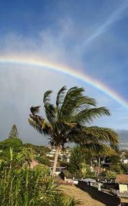 Preview wallpaper rainbow, palm trees, clouds, wind, grass