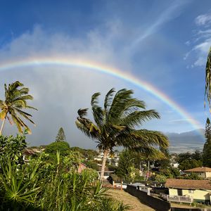 Preview wallpaper rainbow, palm trees, clouds, wind, grass