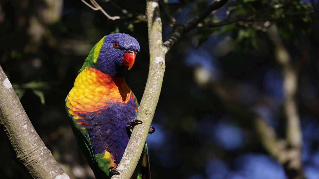 Wallpaper rainbow parrot, bird, branch, wildlife