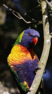 Preview wallpaper rainbow parrot, bird, branch, wildlife