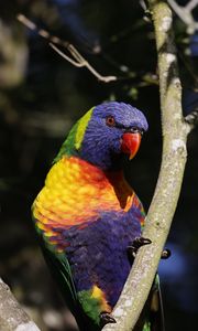 Preview wallpaper rainbow parrot, bird, branch, wildlife